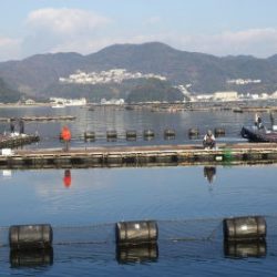 淡路じゃのひれフィッシングパーク 釣果