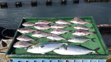 淡路じゃのひれフィッシングパーク 釣果