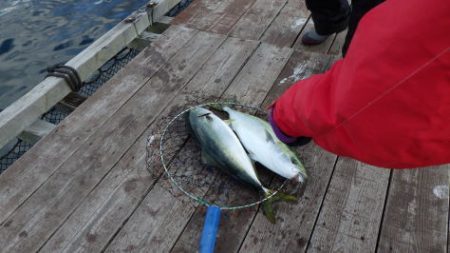 淡路じゃのひれフィッシングパーク 釣果