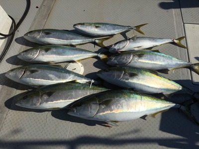 ミタチ丸 釣果