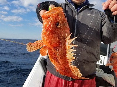 しまや丸 釣果