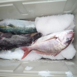 浅間丸 釣果