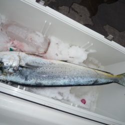 浅間丸 釣果