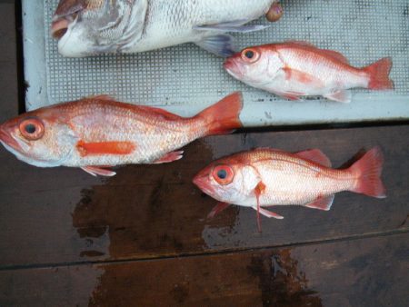 小海途 釣果