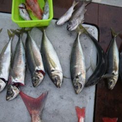 小海途 釣果