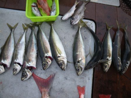 小海途 釣果