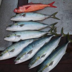 小海途 釣果