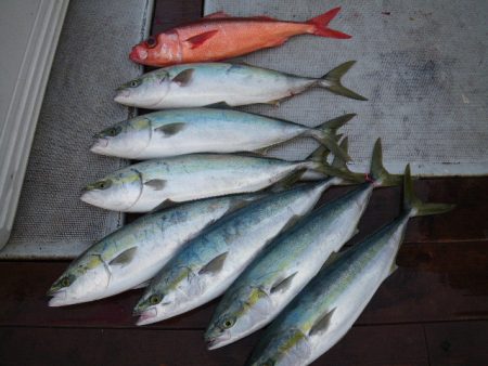 小海途 釣果