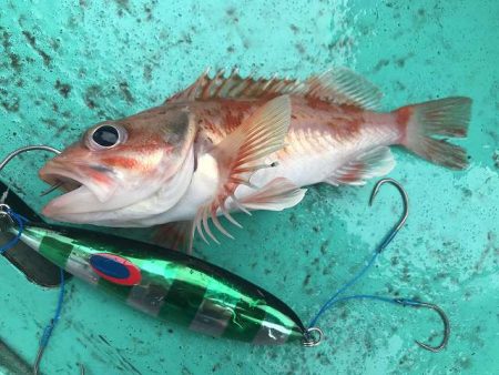 広進丸 釣果