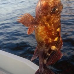 めだか屋 釣果