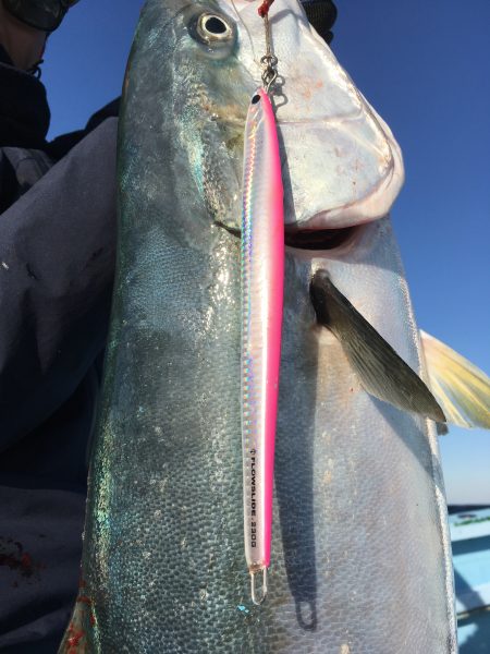 松鶴丸 釣果