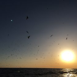 松鶴丸 釣果