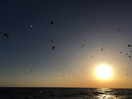 松鶴丸 釣果