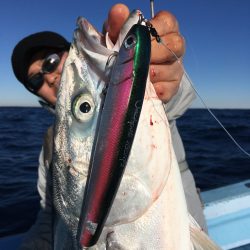 松鶴丸 釣果