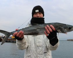 魚英 釣果