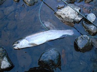 秩父フライフィールド 釣果