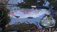 秩父フライフィールド 釣果