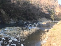 秩父フライフィールド 釣果