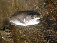 秩父フライフィールド 釣果