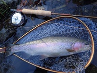 秩父フライフィールド 釣果