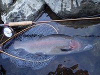 秩父フライフィールド 釣果