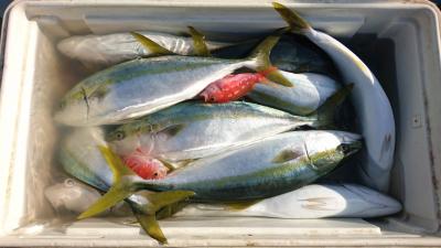 はじめ丸 釣果