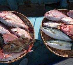 はじめ丸 釣果