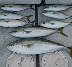 はたの屋 釣果