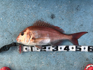 海琉 釣果