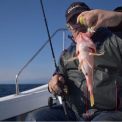 渡船屋たにぐち 釣果