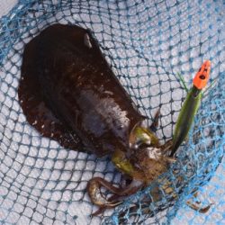 渡船屋たにぐち 釣果