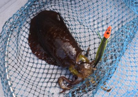 渡船屋たにぐち 釣果