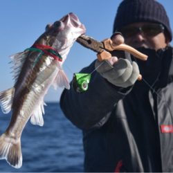 渡船屋たにぐち 釣果