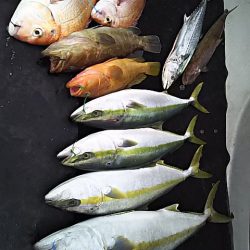 光生丸 釣果