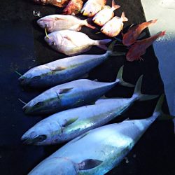 光生丸 釣果