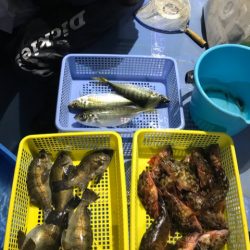 ヤザワ渡船 釣果