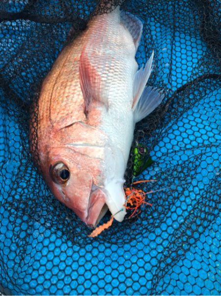 太平丸 釣果