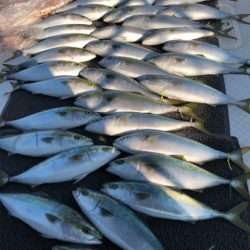 ビッグファイター 釣果