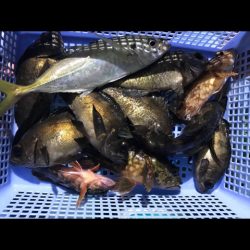 ヤザワ渡船 釣果