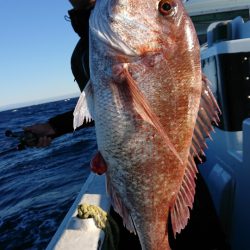 だて丸 釣果