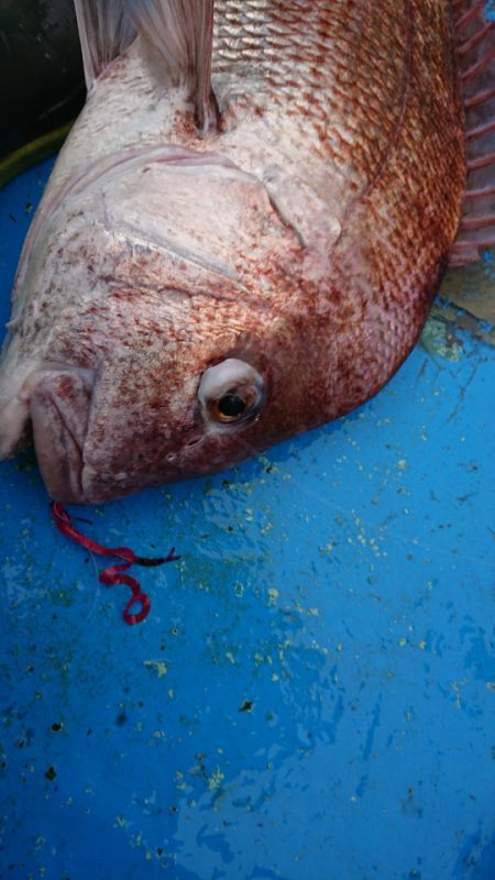 だて丸 釣果