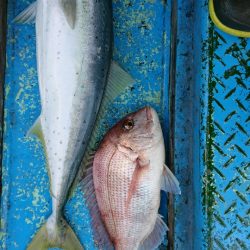 だて丸 釣果