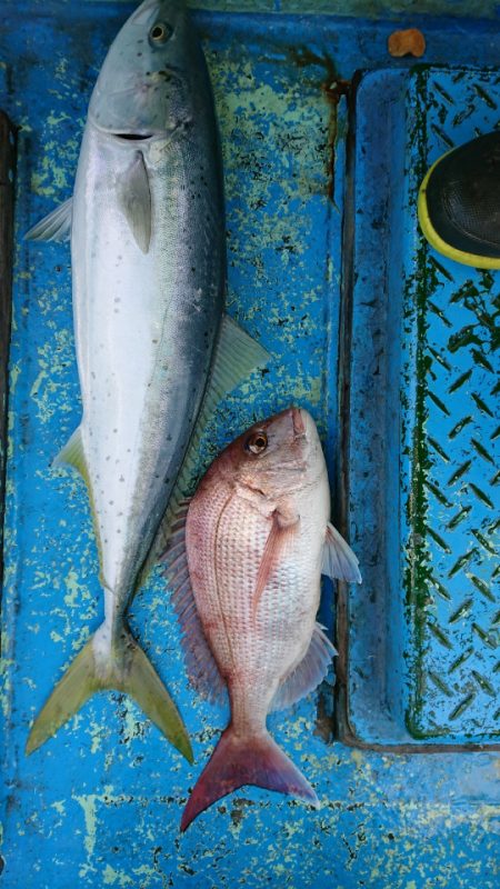 だて丸 釣果