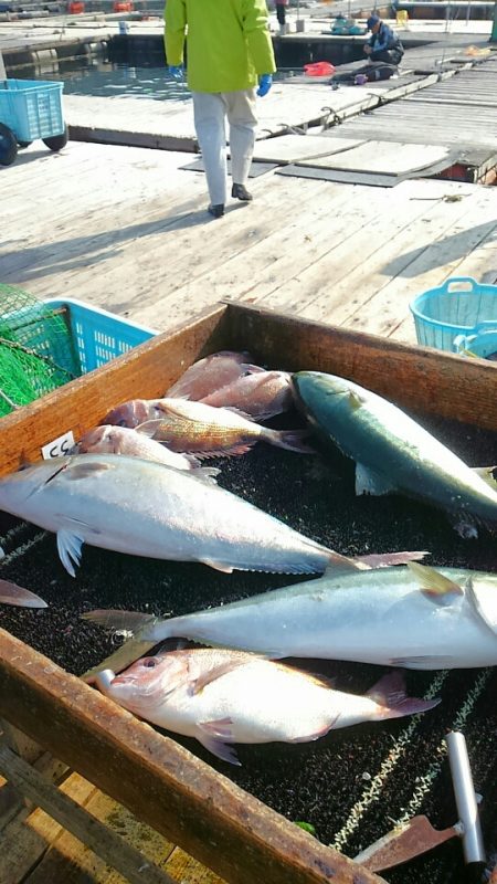 海の釣堀 海恵 釣果