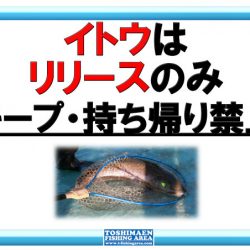 としまえんフィッシングエリア 釣果