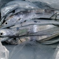 小島丸 釣果