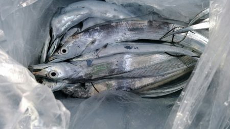 小島丸 釣果