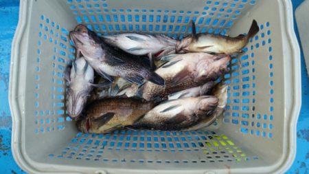 さち丸 釣果