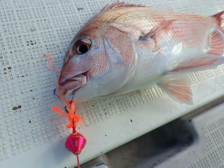 タイラバ遊漁船 ワンピース 釣果