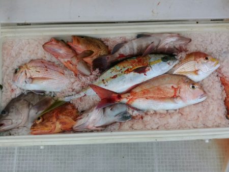 bay style 釣果